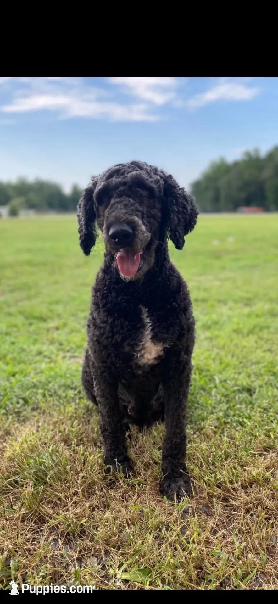 Pink Collar , a female Goldendoodle for sale in Wadesboro, NC – Photo 5 of 5