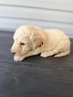 Pink Collar , a female Goldendoodle for sale in Wadesboro, NC – Photo 2 of 5