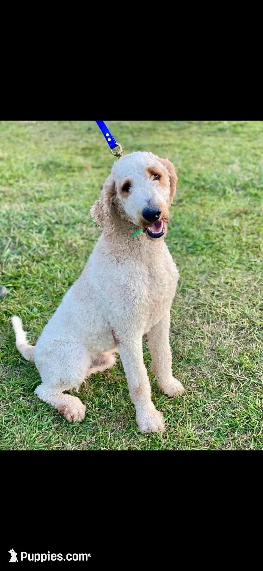 Pink Collar , a female Goldendoodle for sale in Wadesboro, NC – Photo 4 of 5