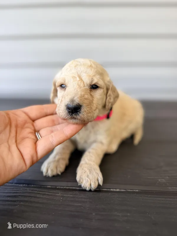 Pink Collar  – Goldendoodle puppy for sale in Wadesboro, NC