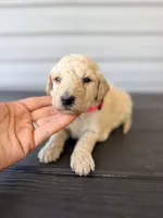 Pink Collar , a female Goldendoodle for sale in Wadesboro, NC – Photo 1 of 5