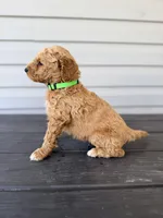 Green Collar, a male Goldendoodle for sale in Wadesboro, NC – Photo 5 of 7