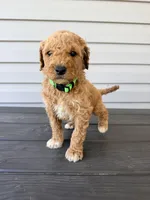 Green Collar, a male Goldendoodle for sale in Wadesboro, NC – Photo 3 of 7