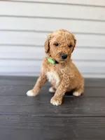 Green Collar, a male Goldendoodle for sale in Wadesboro, NC – Photo 2 of 7
