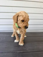 Green Collar, a male Goldendoodle for sale in Wadesboro, NC – Photo 4 of 7
