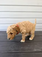 Red Collar, a female Goldendoodle for sale in Wadesboro, NC – Photo 5 of 8