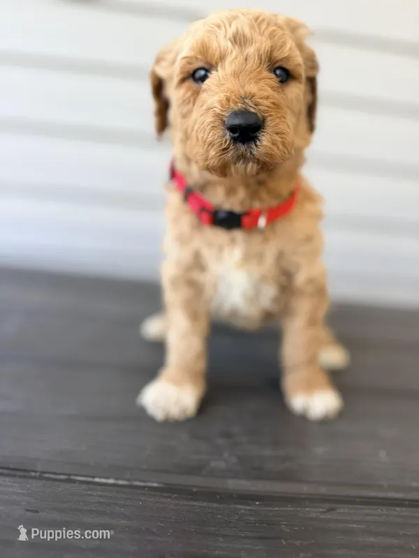 Red Collar – Goldendoodle puppy for sale in Wadesboro, NC