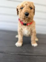 Red Collar, a female Goldendoodle for sale in Wadesboro, NC – Photo 1 of 8