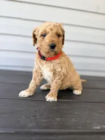 Red Collar, a female Goldendoodle for sale in Wadesboro, NC – Photo 4 of 8
