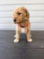 Red Collar, a female Goldendoodle for sale in Wadesboro, NC – Photo 2 of 8