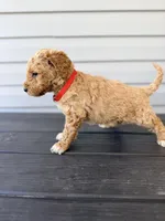 Red Collar, a female Goldendoodle for sale in Wadesboro, NC – Photo 6 of 8