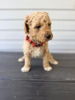 Red Collar, a female Goldendoodle for sale in Wadesboro, NC – Photo 3 of 8