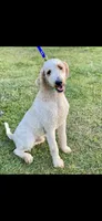 Blue Collar, a male Goldendoodle for sale in Wadesboro, NC – Photo 6 of 7
