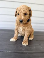 Blue Collar, a male Goldendoodle for sale in Wadesboro, NC – Photo 5 of 7