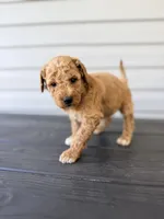 Blue Collar, a male Goldendoodle for sale in Wadesboro, NC – Photo 2 of 7