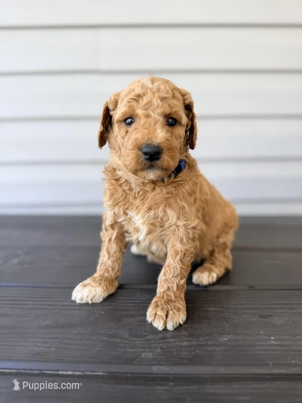Blue Collar – Goldendoodle puppy for sale in Wadesboro, NC