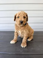 Blue Collar, a male Goldendoodle for sale in Wadesboro, NC – Photo 1 of 7