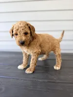 Blue Collar, a male Goldendoodle for sale in Wadesboro, NC – Photo 3 of 7