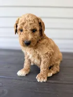 Blue Collar, a male Goldendoodle for sale in Wadesboro, NC – Photo 4 of 7