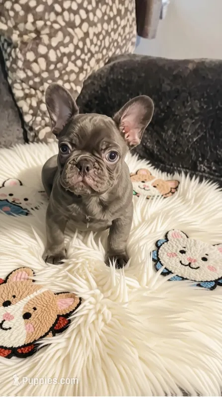 Mystical – French Bulldog puppy for sale in Albany, GA