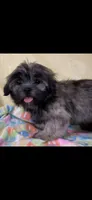 Sassy, a female Shih Tzu for sale in Albany, GA – 2 of 2