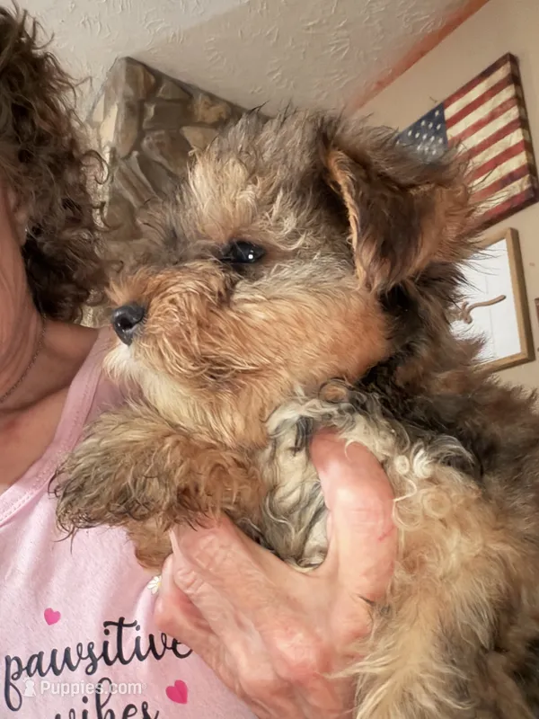 Lester – Yorkshire Terrier puppy for sale in Albany, GA