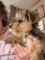 Lester, a male Yorkshire Terrier for sale in Albany, GA – 1 of 1