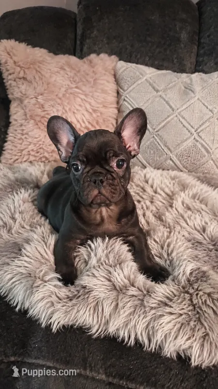 Cole – French Bulldog puppy for sale in Albany, GA