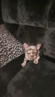 Millie, a female French Bulldog for sale in Albany, GA – 2 of 4