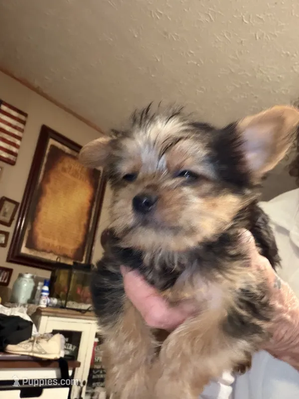 Goliath – Yorkshire Terrier puppy for sale in Albany, GA