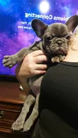 Mystical, a female French Bulldog for sale in Albany, GA – 3 of 3