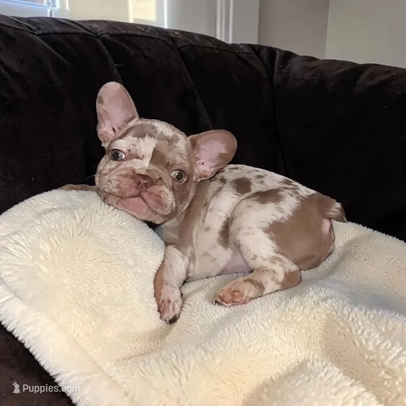 Millie – French Bulldog puppy for sale in Albany, GA