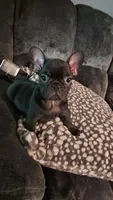 Cole, a male French Bulldog for sale in Albany, GA – 2 of 3