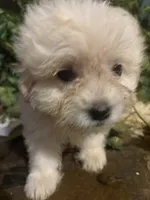 Seabiscuiy, a female Maltese and Poodle - Toy  for sale in Albany, GA – 2 of 2