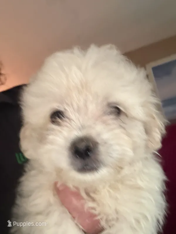 Seabiscuiy – Maltese, Poodle - Toy  puppy for sale in Albany, GA