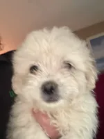 Seabiscuiy, a female Maltese and Poodle - Toy  for sale in Albany, GA – 1 of 2