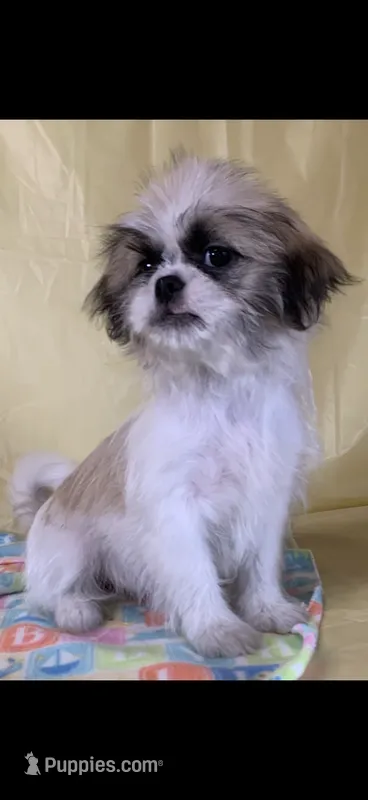 Baby – Shih Tzu puppy for sale in Albany, GA