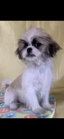 Baby, a female Shih Tzu for sale in Albany, GA – 1 of 1