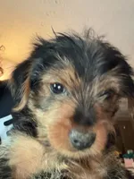 Leonard, a male Yorkshire Terrier for sale in Albany, GA – 1 of 1