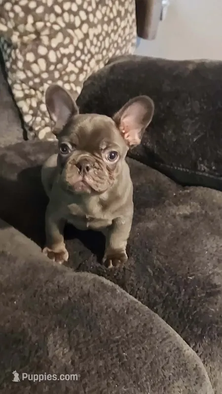 Mystical – French Bulldog puppy for sale in Albany, GA