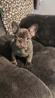 Mystical, a female French Bulldog for sale in Albany, GA – 1 of 3