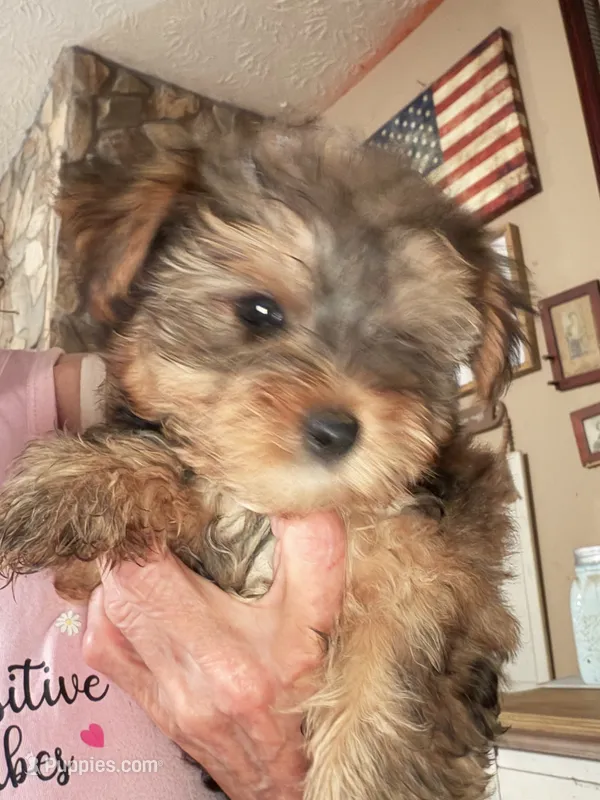 Geronamo – Yorkshire Terrier puppy for sale in Albany, GA