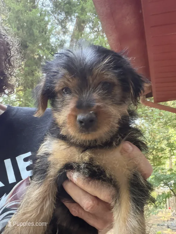 Simon – Yorkshire Terrier puppy for sale in Albany, GA