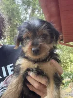 Simon, a male Yorkshire Terrier for sale in Albany, GA – 1 of 1