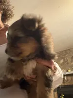 Little boy, a male Yorkshire Terrier for sale in Albany, GA – 2 of 2
