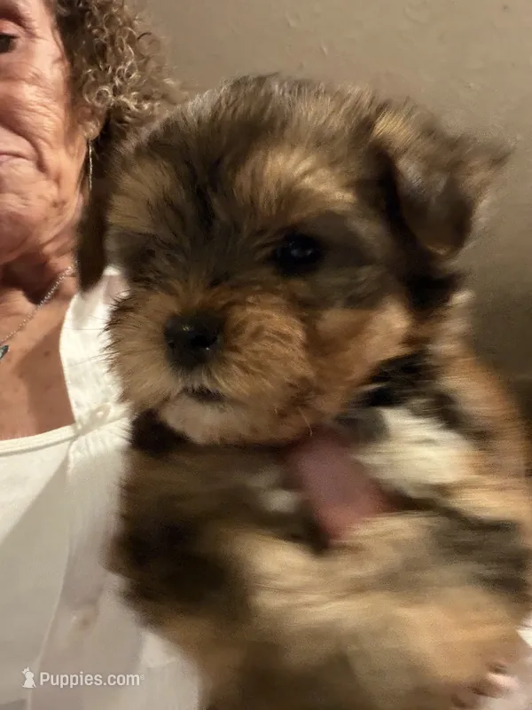 Little boy – Yorkshire Terrier puppy for sale in Albany, GA