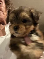 Little boy, a male Yorkshire Terrier for sale in Albany, GA – 1 of 2