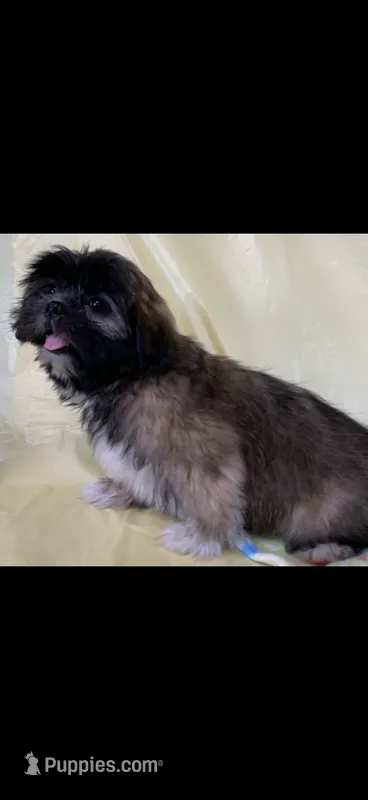 Sassy – Shih Tzu puppy for sale in Albany, GA
