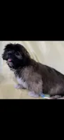 Sassy, a female Shih Tzu for sale in Albany, GA – 1 of 2