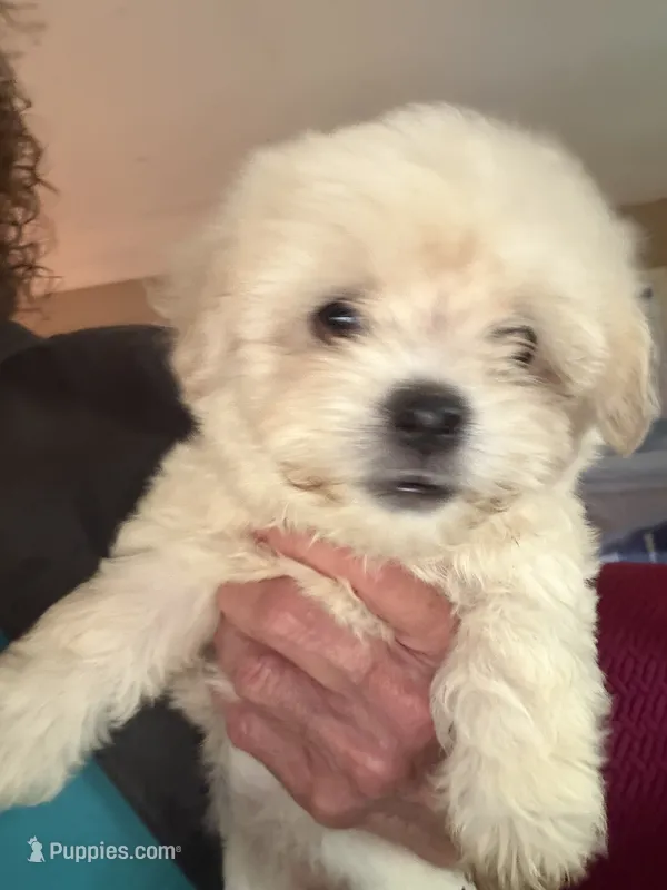 judo – Maltipoo puppy for sale in Albany, GA